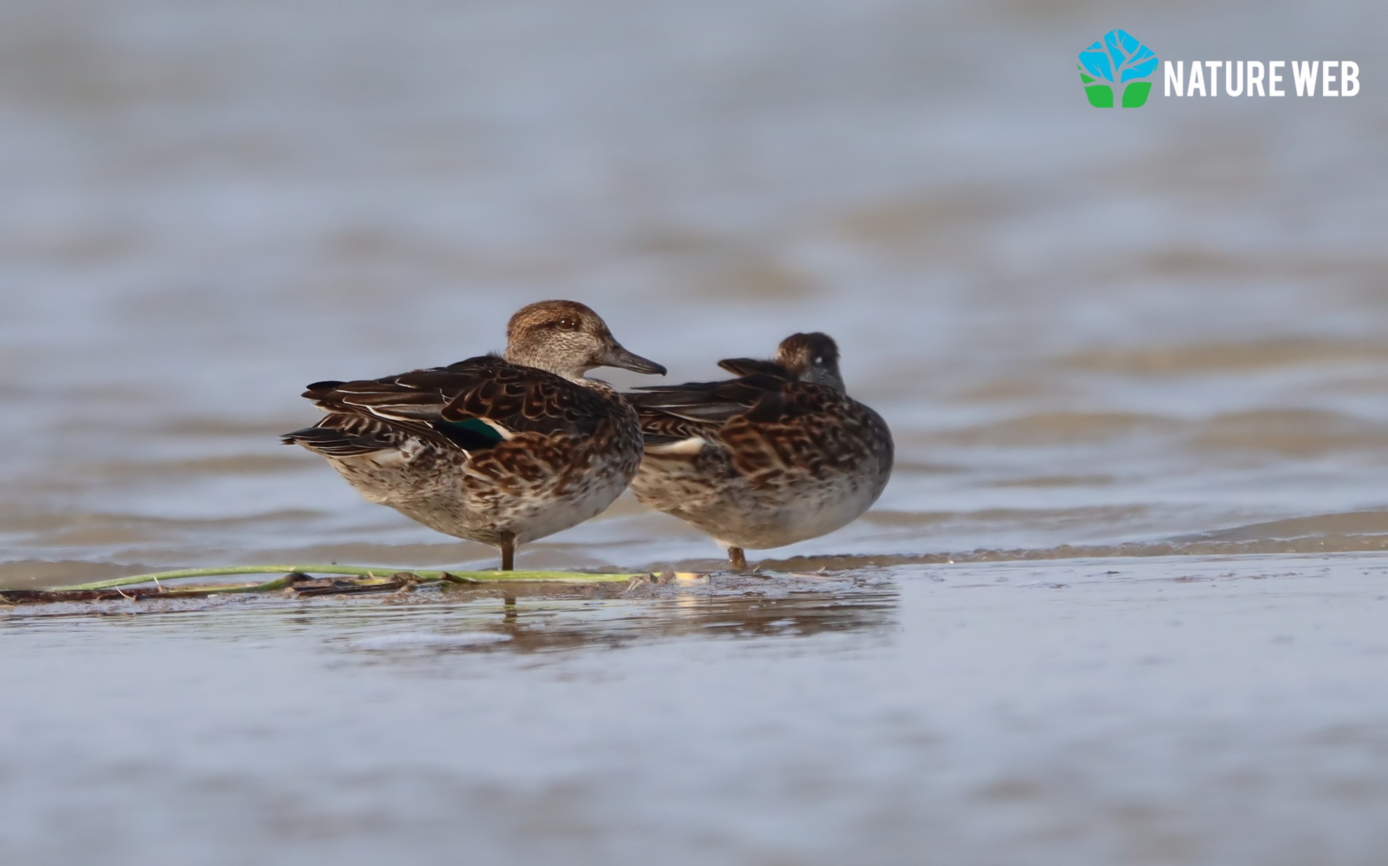 Common Teal